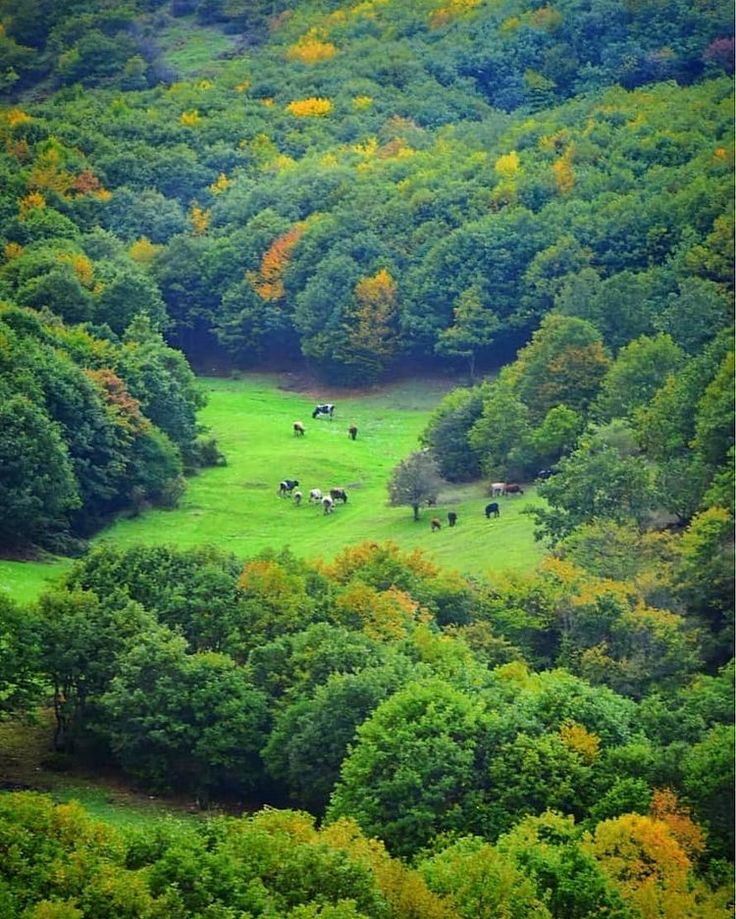 دانلود آهنگ مامورای دریده هرکی تو جنایتا شریکه آویزونتون میکنیم از میله 